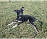 Small #2 Siberian Husky Mix