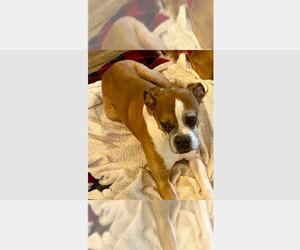 Tillman - Male Boxer Dog for Adoption - Photo #2
