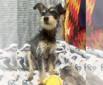 Small #2 Mutt