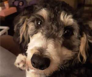 Miniature Australian Shepherd-Poodle (Toy) Mix Puppy for sale in SUGAR GROVE, PA, USA