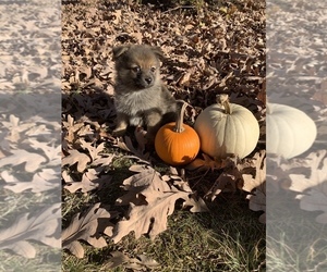 Finnish Spitz-Pomeranian Mix Puppy for sale in MONCLOVA, OH, USA