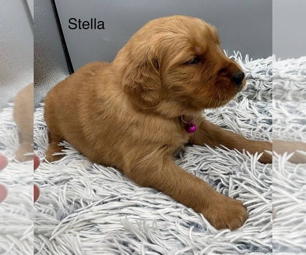 Medium Photo #5 Golden Retriever Puppy For Sale in FREDERICKSBG, OH, USA