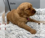 Small #4 Golden Retriever