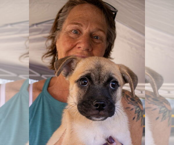 Medium Photo #3 Pug-Unknown Mix Puppy For Sale in Williamsburg, NM, USA