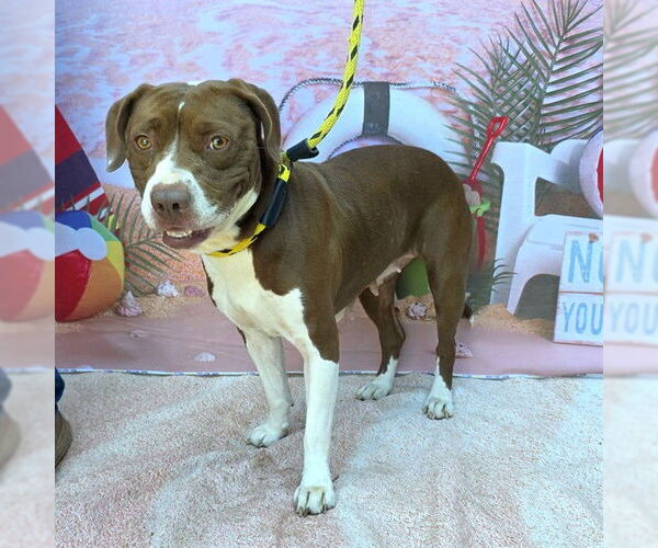 Medium Photo #2 Mutt Puppy For Sale in Long Beach, CA, USA