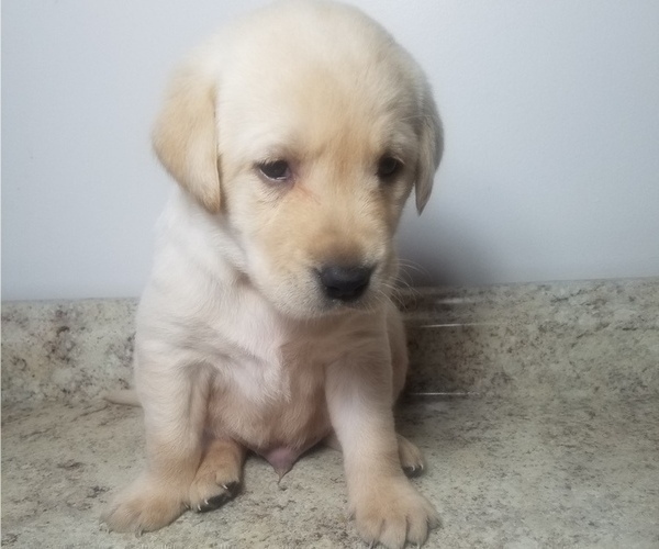 Medium Photo #3 Labrador Retriever Puppy For Sale in CATO, NY, USA