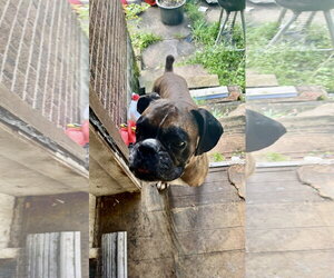 Boxer Dogs for adoption in Dumont, NJ, USA