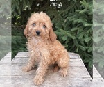 Small #3 Cavapoo mix (+ Poodle Miniature)