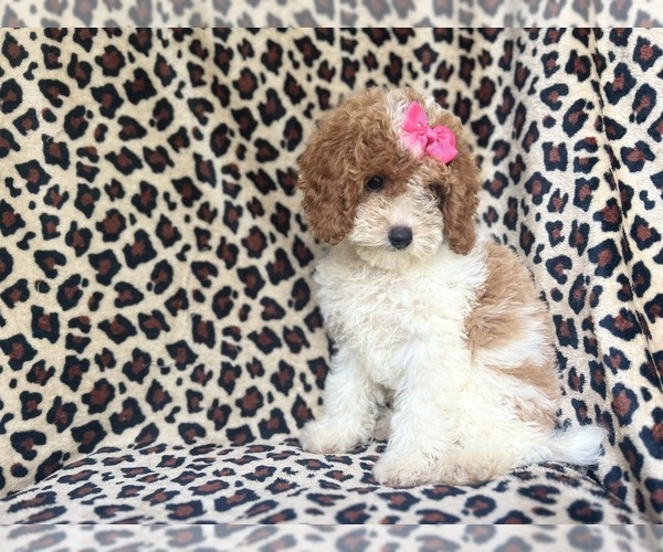 Medium Photo #5 Cock-A-Poo Puppy For Sale in LAKELAND, FL, USA