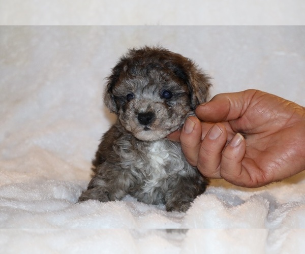 Medium Photo #3 Poodle (Toy) Puppy For Sale in DYERSBURG, TN, USA