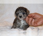 Small #2 Poodle (Toy)