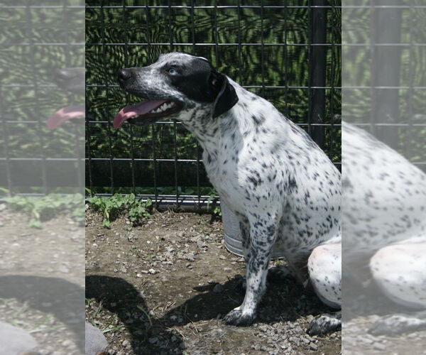 Medium Photo #4 Catahoula Leopard Dog-Unknown Mix Puppy For Sale in Abbeville, LA, USA