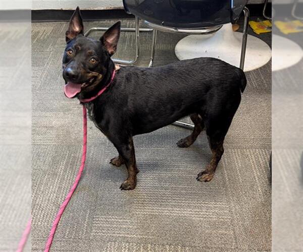 Medium Photo #1 Mutt Puppy For Sale in Peoria, IL, USA