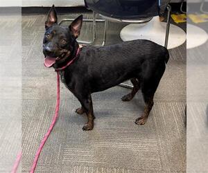 Mutt Dogs for adoption in Peoria, IL, USA