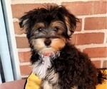 Small Photo #7 Morkie Puppy For Sale in YPSILANTI, MI, USA