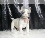 Small #3 French Bulldog