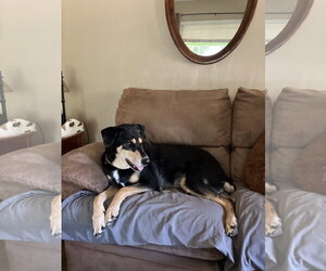 Doberman Pinscher-Siberian Husky Mix Dogs for adoption in Minneaoplis, MN, USA