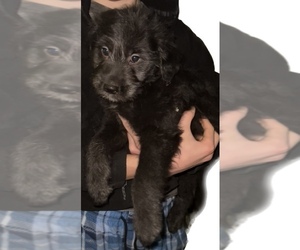 Sheprador Puppy for sale in SILVER CREEK, NY, USA