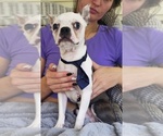 Small #1 Boston Terrier