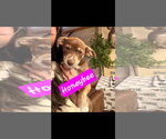 Small #1 Australian Shepherd Mix