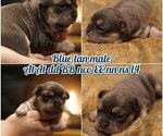 Small Photo #2 French Bulldog Puppy For Sale in HOBART, IN, USA
