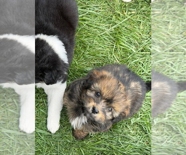Medium Photo #4 Australian Shepherd-Unknown Mix Puppy For Sale in Aurora, IN, USA