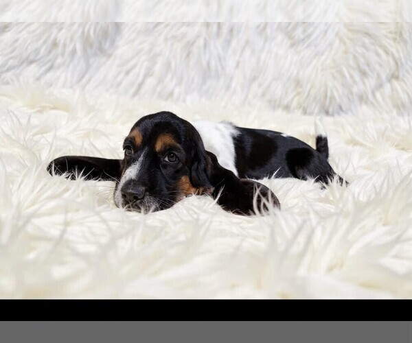 Medium Photo #1 Basset Hound Puppy For Sale in SALEM, WV, USA