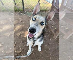 Gerberian Shepsky Dogs for adoption in Santa Barbara, CA, USA