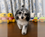 Small #3 Cavapoo (Miniature)