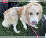 Small #6 Great Pyrenees Mix