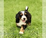 Small #2 Bernedoodle (Miniature)