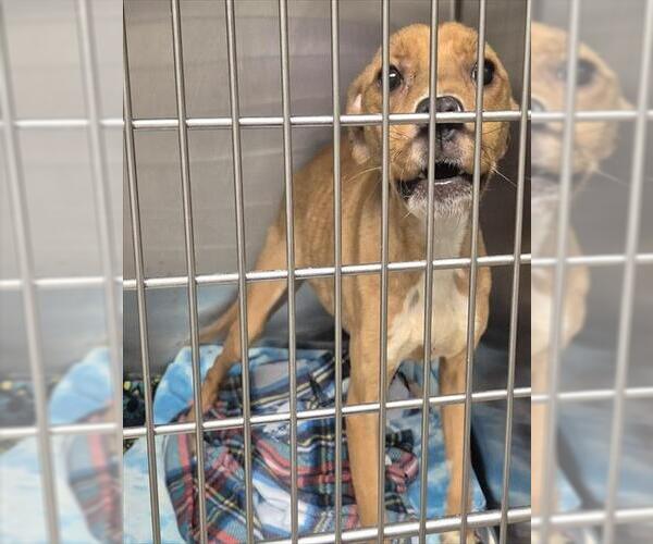 Medium Photo #1 Mutt Puppy For Sale in Decatur, IL, USA