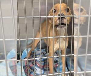 Mutt Dogs for adoption in Decatur, IL, USA