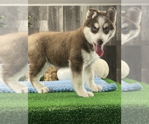 Siberian Husky Puppy for sale in CANOGA, NY, USA
