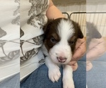 Small Photo #2 Border Collie Puppy For Sale in MADILL, OK, USA