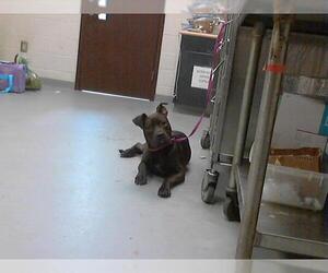 Bullboxer Pit Dogs for adoption in Fayetteville, NC, USA