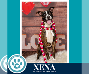 Boxer-Unknown Mix Dogs for adoption in Kimberton, PA, USA