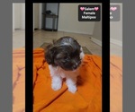 Small #1 Maltipoo (Toy)