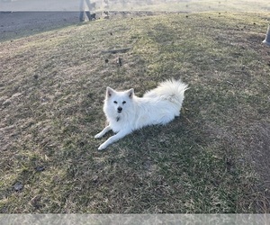 Mother of the Pomimo puppies born on 01/20/2026