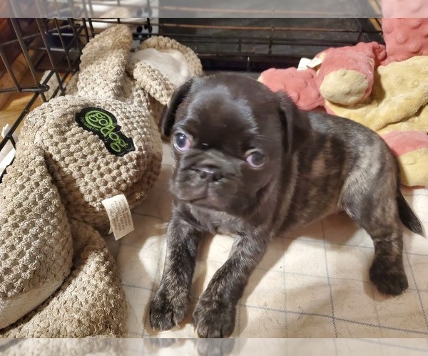 View Ad: Pug Litter of Puppies for Sale near Virginia, MECHANICSVILLE ...