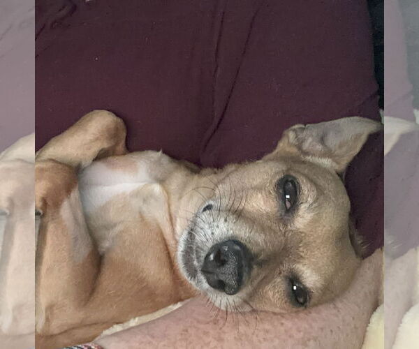 Medium Photo #1 Chihuahua Puppy For Sale in San Jose, CA, USA