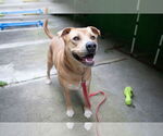 Small Labrador Retriever Mix