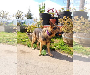 Brody - Male German Shepherd Dog Dog for Adoption - Photo #4