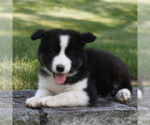 Samoyed-Siberian Husky Mix Puppy for sale in GAP, PA, USA