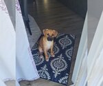 Small Photo #2 Mutt Puppy For Sale in Fenton, MO, USA