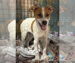 Small #5 Brittany Mix