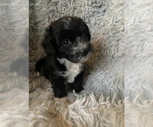 YorkiePoo Puppy for sale in MEXICO, MO, USA