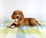Image preview for Ad Listing. Nickname: Ollie