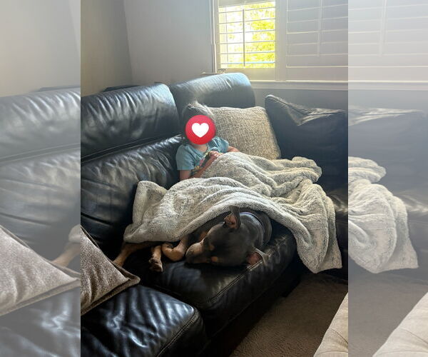 Medium Photo #2 American Bulldog Puppy For Sale in Petaluma, CA, USA