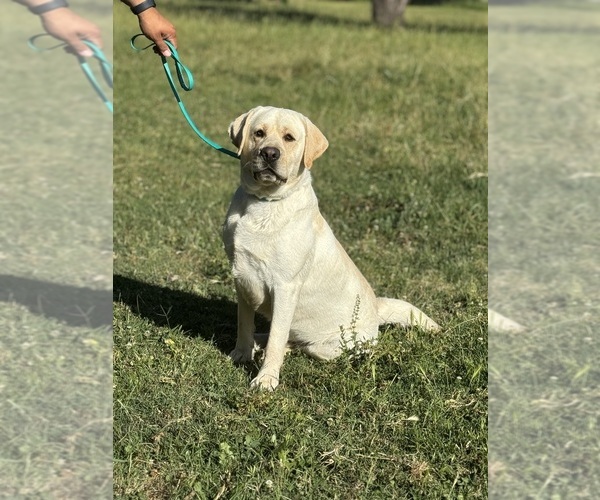 Medium Photo #1 Labrador Retriever Puppy For Sale in GERBER, CA, USA